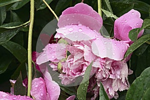 Peon flower after rain with water drops macro