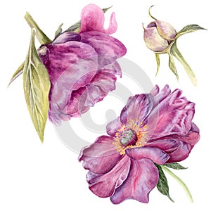 Peon flower watercolor botanical illustration isolated on white background