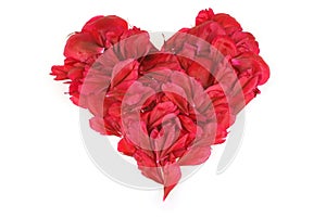 Peonia flower heart over white photo