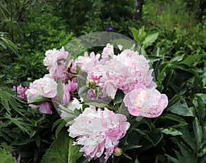 Peonia Lady Anna. Peony in the garden. Shot of a peony in bloom works perfectly with the green background. Spring photo