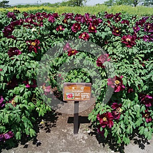 Peonia Sufruticosa in Gyeongju in Korea photo