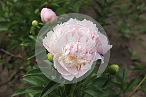 Peonia Sweet Sixteen. Peony in the garden. Shot of a peony in bloom works perfectly with the green background. Spring photo