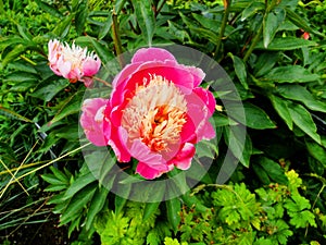 Peonie Bowl of Beauty pink peonia rosa