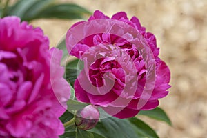 Peonie in summer