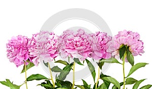 Peonies