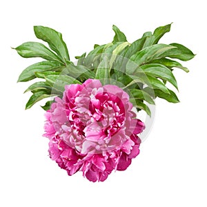 Peonies