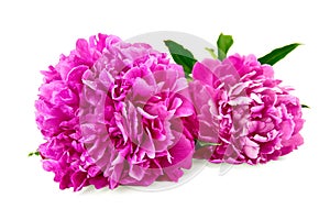 Peonies