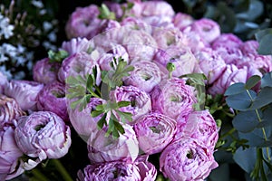 Peonies photo