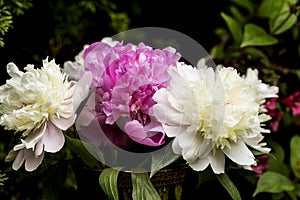 Peonies