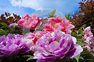 Peonies