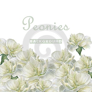 Peonies background1