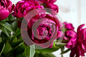 Peonies photo