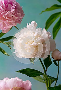 Peonies on a blue background