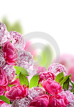 Peonies border on white background