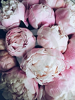 Peonies