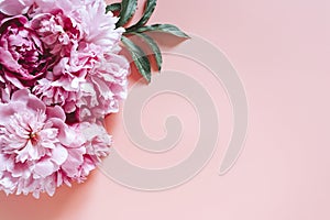 Peonies bouquet flowers in full bloom vibrant pink color isolated on pale pink background. flat lay, top view, space for text.