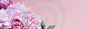 Peonies bouquet flowers in full bloom vibrant pink color isolated on pale pink background. flat lay, top view, space for text. ban