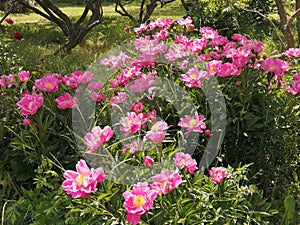 Peonies-Eutopia Gardens,Mandruloc,Arad County,Romania