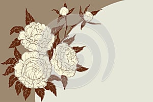 Peonies flower composition