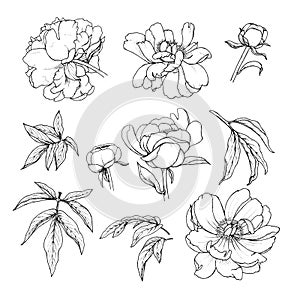 Peonies flowers and leaves, plant elements set