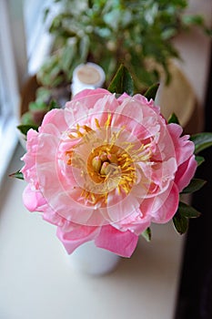 Peonies of flowers on a leg in the interior of the restaurant for a celebration shop floristry or wedding