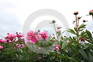 Peonies garden photo