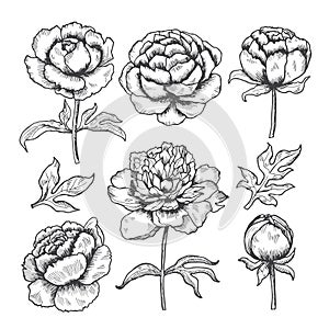 Peonies hand drawn. Floral garden sketch of flowers bud and leaves vector collection of peonies