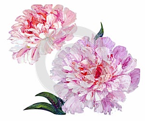 Peonies isolated on white