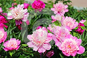 Peonies with lots of pink flowers