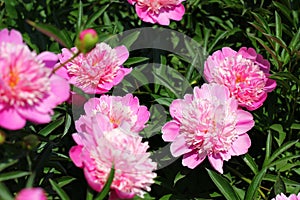 Peonies with lots of pink flowers