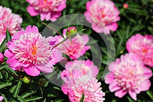 Peonies with lots of pink flowers