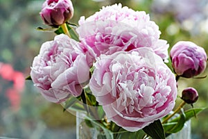 Peonies Pink Bouquet Blooming on Green Colorful Background, for Spring or summer Cards