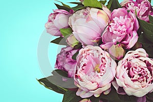 Peonies on plain cyan background