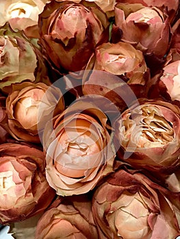 Peonies roses flowers