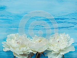 Peonies, space for your inscriptions on a blue background