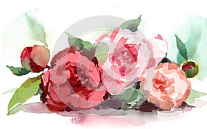 Peonies Watercolor Flowers Illustration Hand Painted