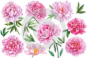 Peonies on white isolated background. Watercolor Flowers. Watercolour floral illustration set