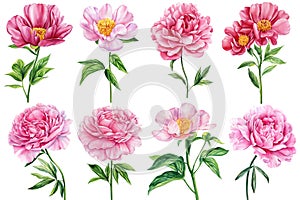 Peonies on white isolated background. Watercolor pink Flowers set. Watercolour floral illustration