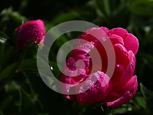 Peony