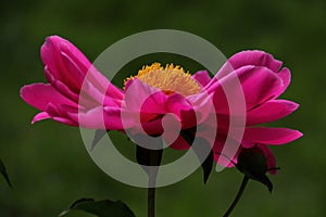 Peony