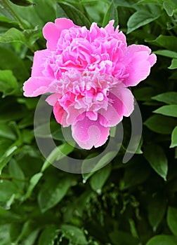 Peony