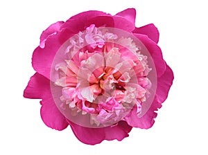 Peony