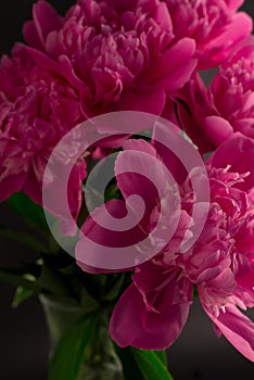 Peony against a dark background. Floral wallpaper with beautiful pink peonies against black.