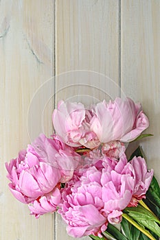 Peony in all its splendor