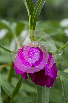 Peony anomalia