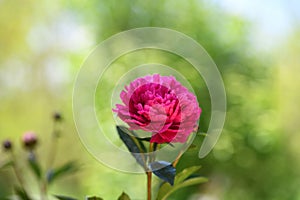 `Peony Baby` a solitary fuchsia peony flower growing in the garden