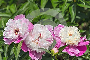 Peony Bark Stubbs - magnificent anemone-shaped flowers that look like a pink-crimson saucer, consisting of the lower petals.