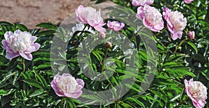 Peony Bark Stubbs - magnificent anemone-shaped flowers that look like a pink-crimson saucer, consisting of the lower petals.