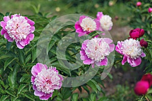 Peony Bark Stubbs - magnificent anemone-shaped flowers that look like a pink-crimson saucer, consisting of the lower petals