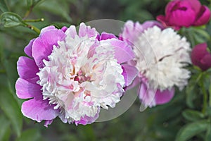 Peony Bark Stubbs - magnificent anemone-shaped flowers that look like a pink-crimson saucer, consisting of the lower petals